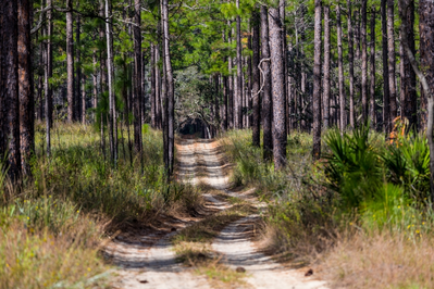 Ocala National Forest