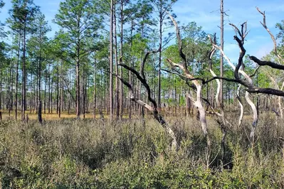 Ocala National Forest