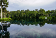 trees and water at ocala national forest