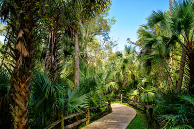 path at ocala national forest