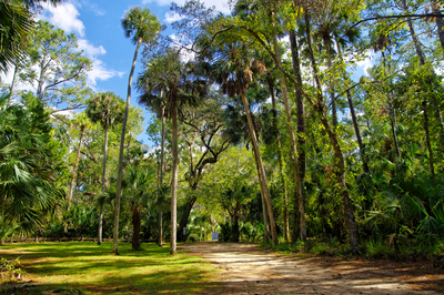 Ocala National Forest