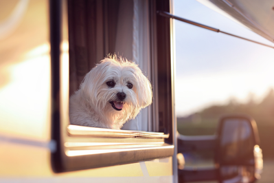 dog in rv